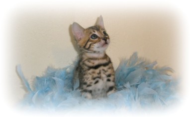 Bengal kittens for sale London